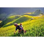 🍚 ĐẶC SẢN GẠO SÉN CÙ TÂY BẮC – THƠM NGON CHUẨN VÙNG  CAO 🌾LOẠI 1