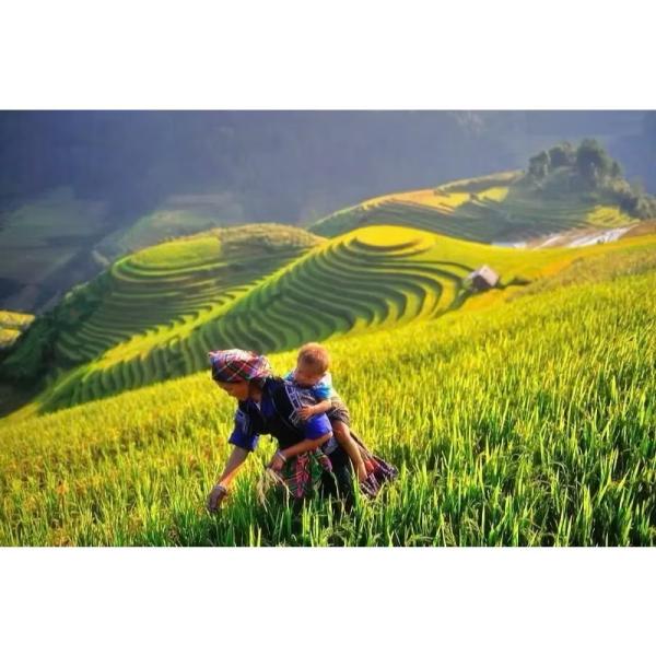 🍚 ĐẶC SẢN GẠO SÉN CÙ TÂY BẮC – THƠM NGON CHUẨN VÙNG  CAO 🌾LOẠI 1