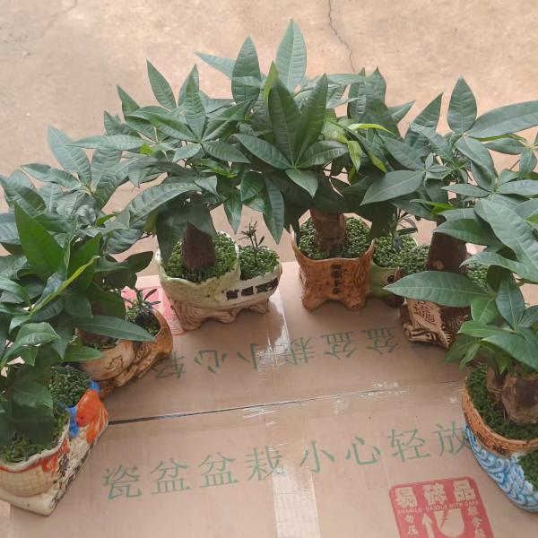 KIM NGÂN SỈ THÙNG 18 c