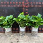 TRẦU BÀ THUỶ SINH SỈ THÙNG 24 CHẬU