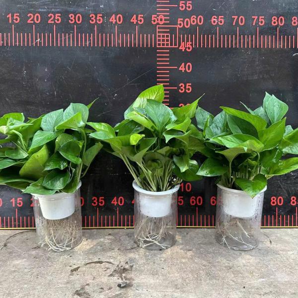 TRẦU BÀ THUỶ SINH SỈ THÙNG 24 CHẬU