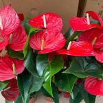 CÂY HỒNG MÔN SỈ 15 CHẬU
