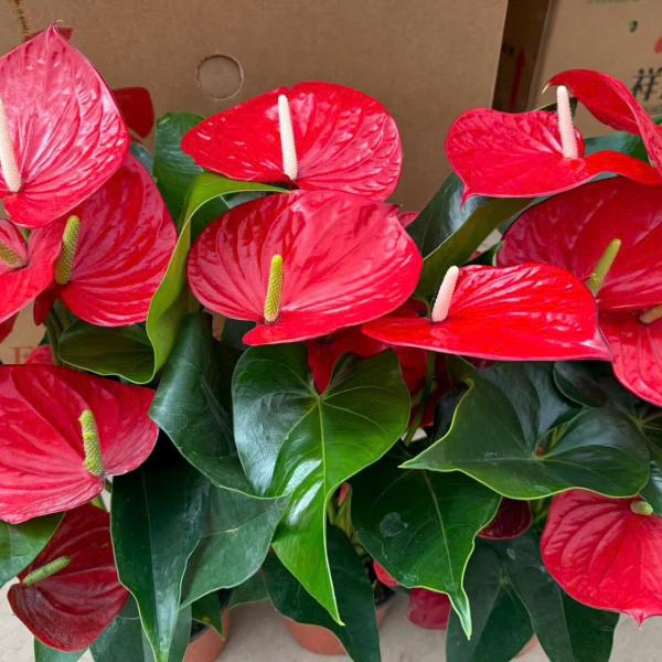 CÂY HỒNG MÔN SỈ 15 CHẬU