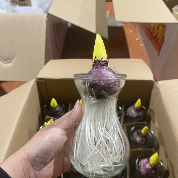 Củ tiên ông nước