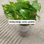 Trầu bà  var 20 c