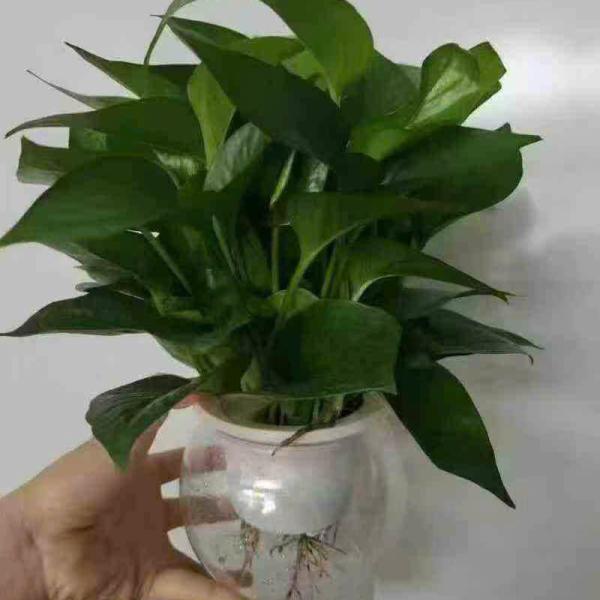 Trầu bà thủy sinh 24 c