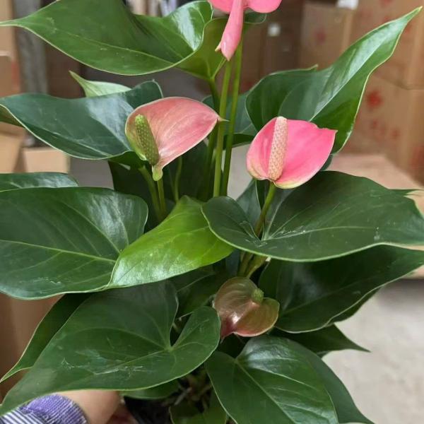 HỒNG MÔN SỈ 30 CHẬU