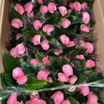 HỒNG MÔN SỈ 30 CHẬU