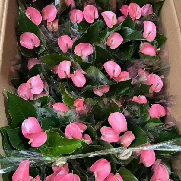HỒNG MÔN SỈ 30 CHẬU