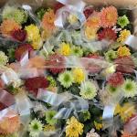 HOA CÚC SỈ  THÙNG 16 CHẬU