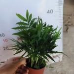 CAU TIỂU TRÂM  SỈ THÙNG 45 CHẬU