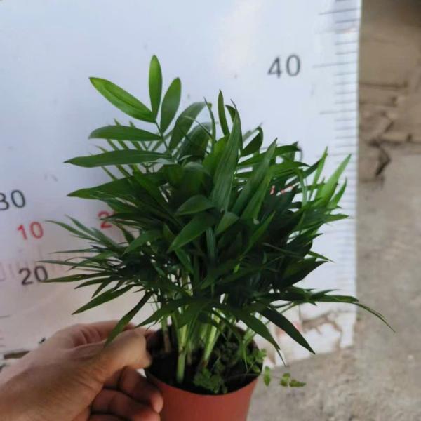 CAU TIỂU TRÂM  SỈ THÙNG 45 CHẬU