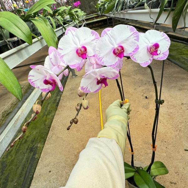 LAN HỒ ĐIỆP TRẮNG CHỚP MỚI SỈ THÙNG 20-24 c