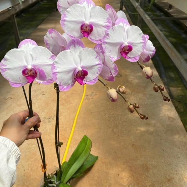 LAN HỒ ĐIỆP TRẮNG CHỚP MỚI SỈ THÙNG 20-24 c